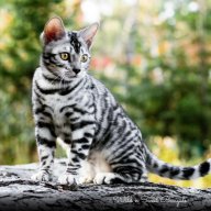 bengalcat22